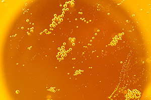 Verkostung von Cidre