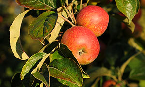 Orchards and Terroir