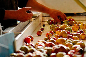 Sorting apples