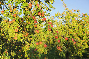 The orchards of the  Famille Dupont estate