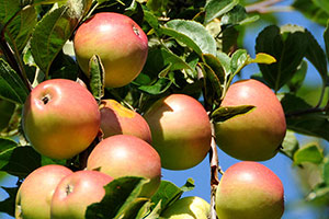 The orchards of the  Famille Dupont estate