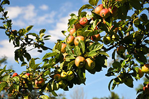 The orchards of the  Famille Dupont estate