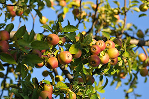 The orchards of the  Famille Dupont estate