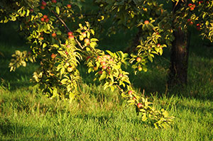 The orchards of the  Famille Dupont estate