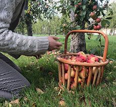 Apple harvesting