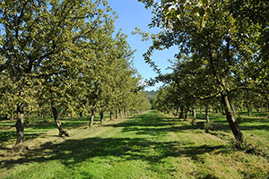 Domaine Dupont - Orchards Domaine Dupont - Orchards