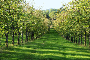 Domaine Dupont - Orchards