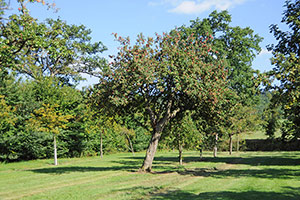Domaine Dupont - Orchards Domaine Dupont - Orchards