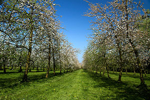Domaine Dupont - Orchards Domaine Dupont - Orchards