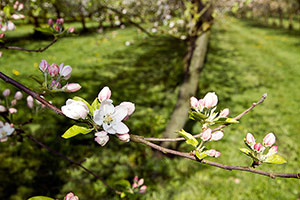 Domaine Dupont - Apples & Orchards Domaine Dupont - Apples & Orchards