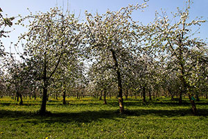 Domaine Dupont - Apples & Orchards