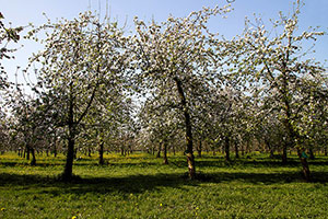 Domaine Dupont - Apples & Orchards Domaine Dupont - Apples & Orchards