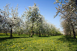 Domaine Dupont - Apples & Orchards