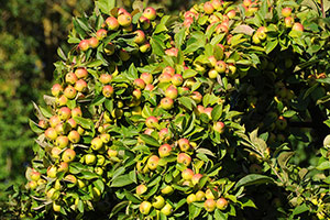 Domaine Dupont - Apples & Orchards Domaine Dupont - Apples & Orchards