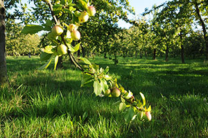 Domaine Dupont - Apple & Orchards Domaine Dupont - Apple & Orchards