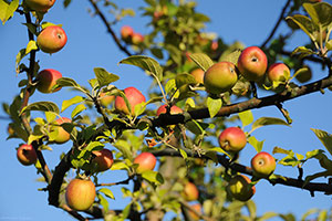 Domaine Dupont - Apple & Orchards