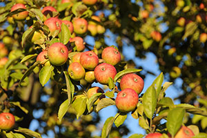 Domaine Dupont - Apple & Orchards Domaine Dupont - Apple & Orchards