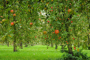 Domaine Dupont - Apple & Orchards Domaine Dupont - Apple & Orchards
