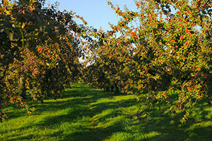 Domaine Dupont - Apple & Orchards Domaine Dupont - Apple & Orchards