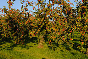 Domaine Dupont - Apple & Orchards