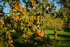 Domaine Dupont - Pomme et Vergers