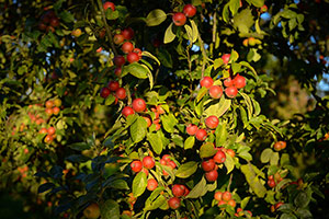 Domaine Dupont - Apple & Orchards Domaine Dupont - Apple & Orchards