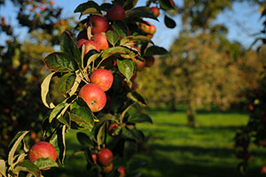 Domaine Dupont - Apple & Orchards