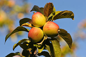 Domaine Dupont - Pomme et Vergers