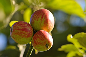 Domaine Dupont - Pomme et Vergers