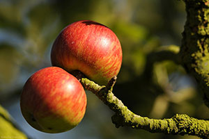 Domaine Dupont - Apple & Orchards Domaine Dupont - Apple & Orchards