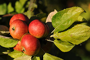 Domaine Dupont - Pomme et Vergers