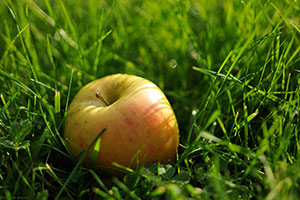 Domaine Dupont - Apple & Orchards Domaine Dupont - Apple & Orchards