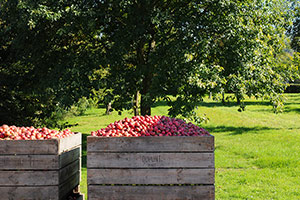 Apple harvesting Apple harvesting