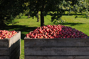 Domaine Dupont - Apple harvesting Domaine Dupont - Apple harvesting