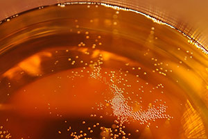 Cider bubbles Cider bubbles
